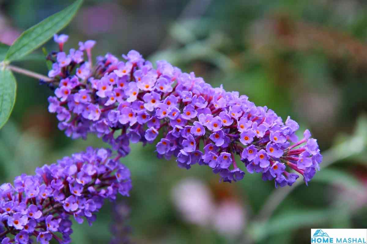 12 Tall Plants For Privacy In Pots (With Photos)