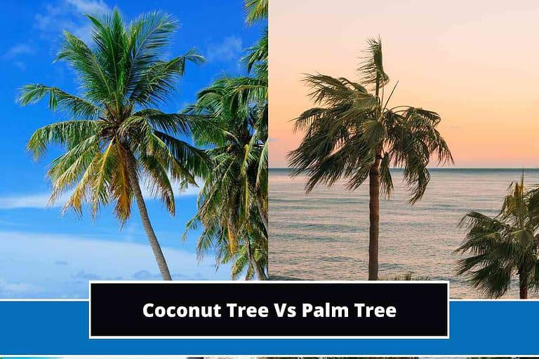 Coconut Tree Vs Palm Tree