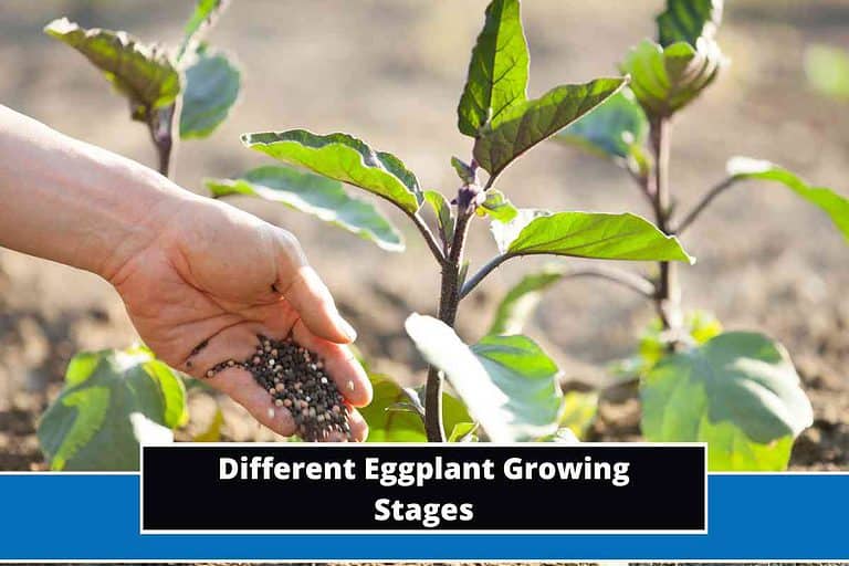 Eggplant Growing Stages