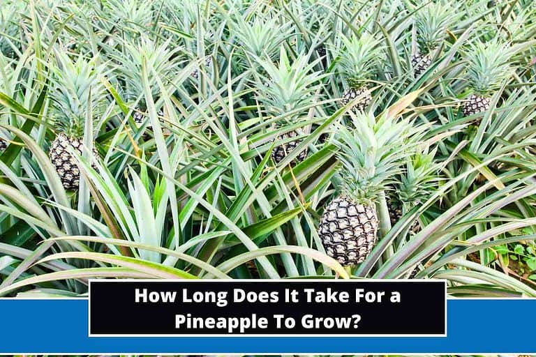 How Long Does It Take For a Pineapple To Grow