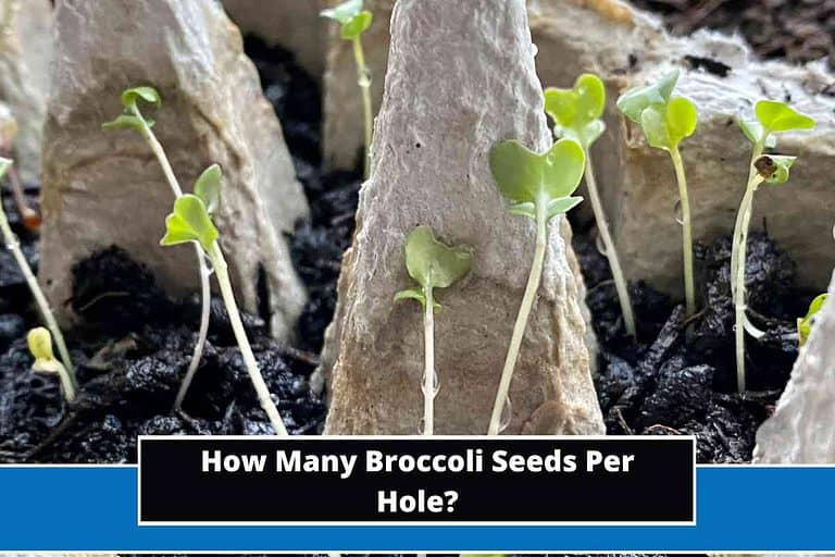 How Many Broccoli Seeds Per Hole