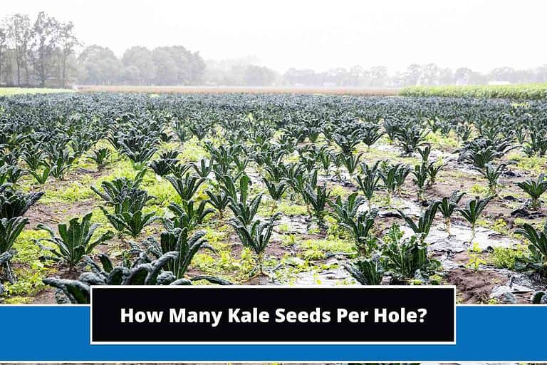 How Many Kale Seeds Per Hole
