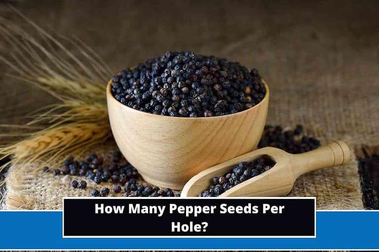 How Many Pepper Seeds Per Hole