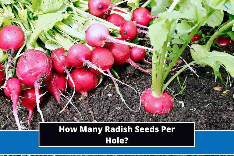 How Many Radish Seeds Per Hole