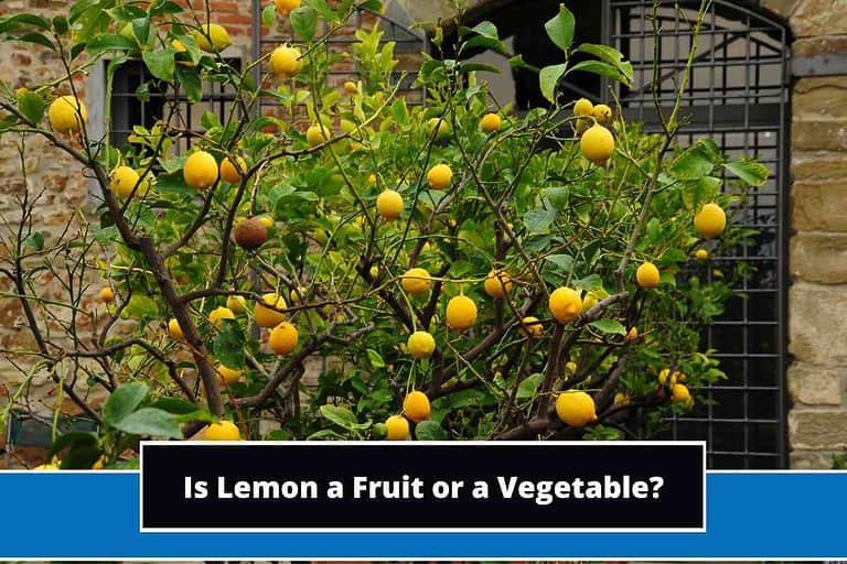 Is Lemon a Fruit or a Vegetable