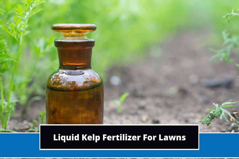 Liquid Kelp Fertilizer For Lawns
