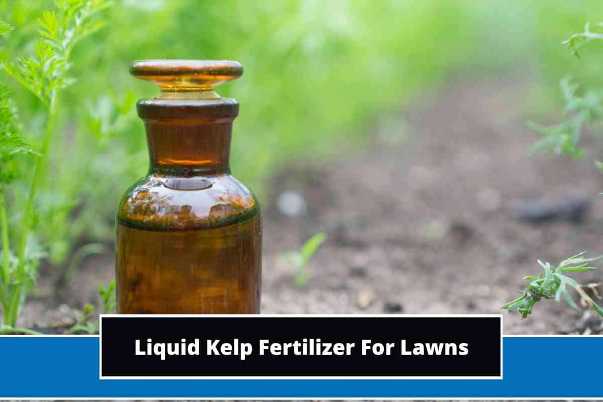 Liquid Kelp Fertilizer For Lawns (Explained)