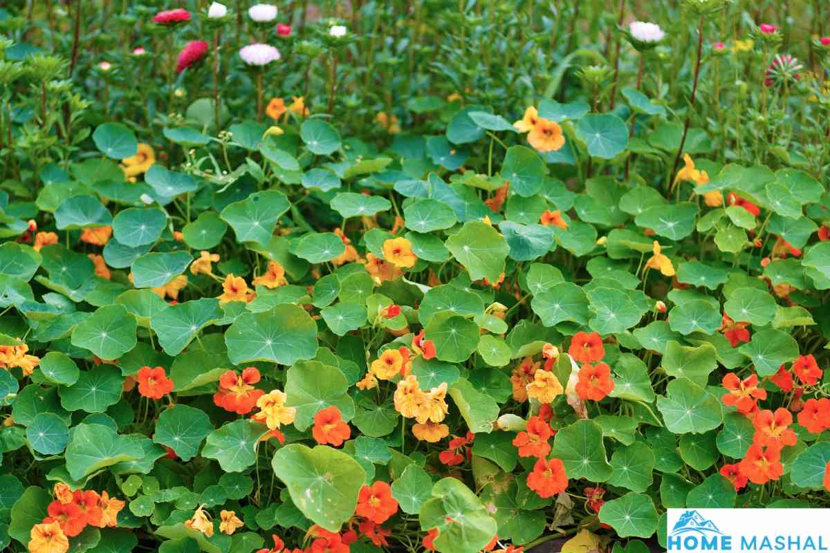 11 Best Chili Pepper Companion Plants