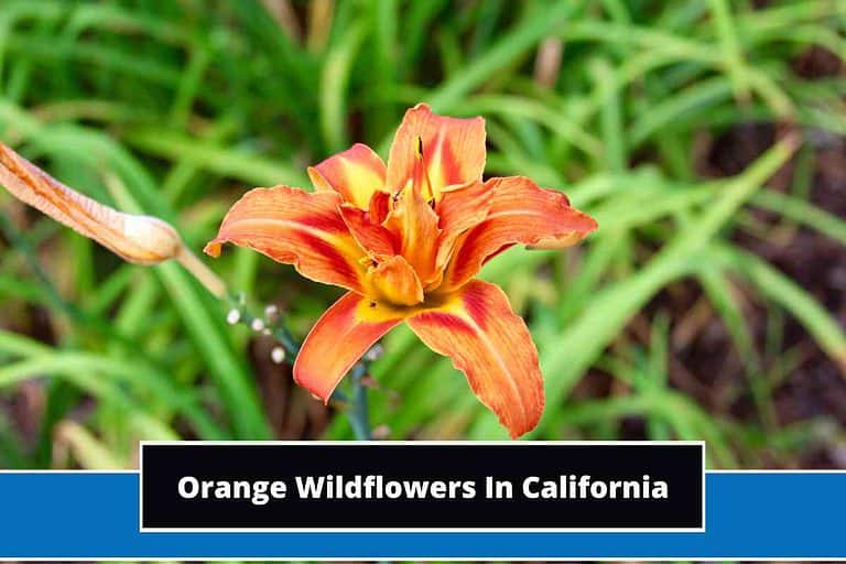 Orange Wildflowers In California