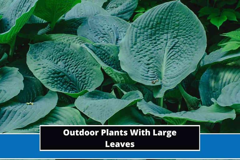 Outdoor Plants With Large Leaves