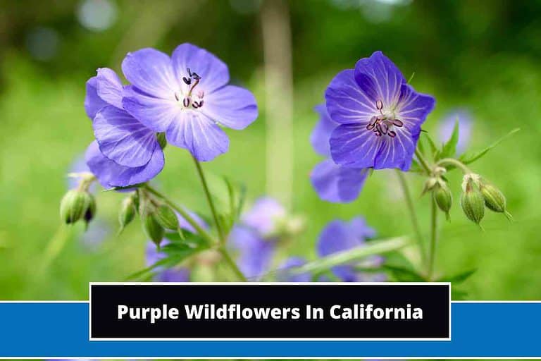 Purple Wildflowers In California