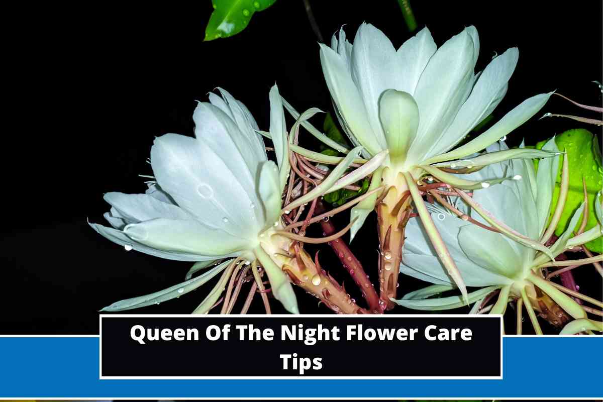 Queen Of The Night Flower Care