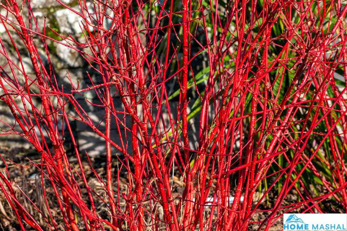 Top 14 Red Twig Dogwood Varieties (With Photos)