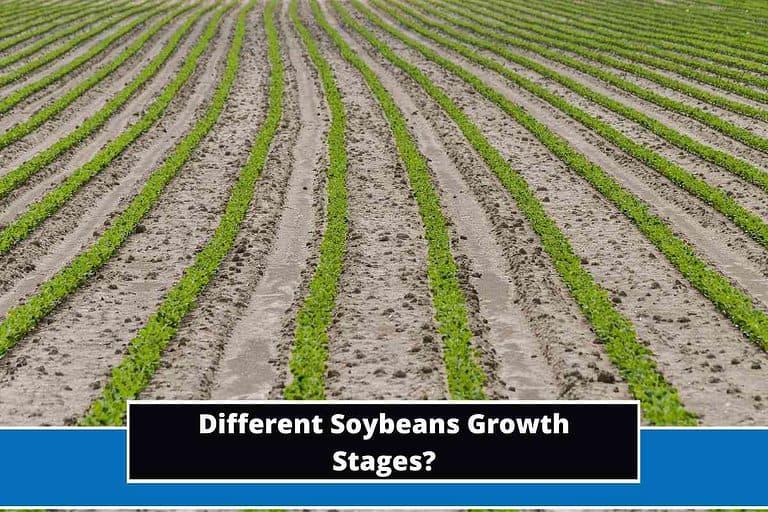 Soybeans Growth Stages