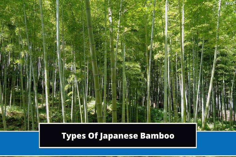 Types Of Japanese Bamboo