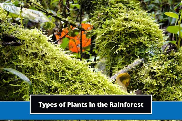 Types of Plants in the Rainforest