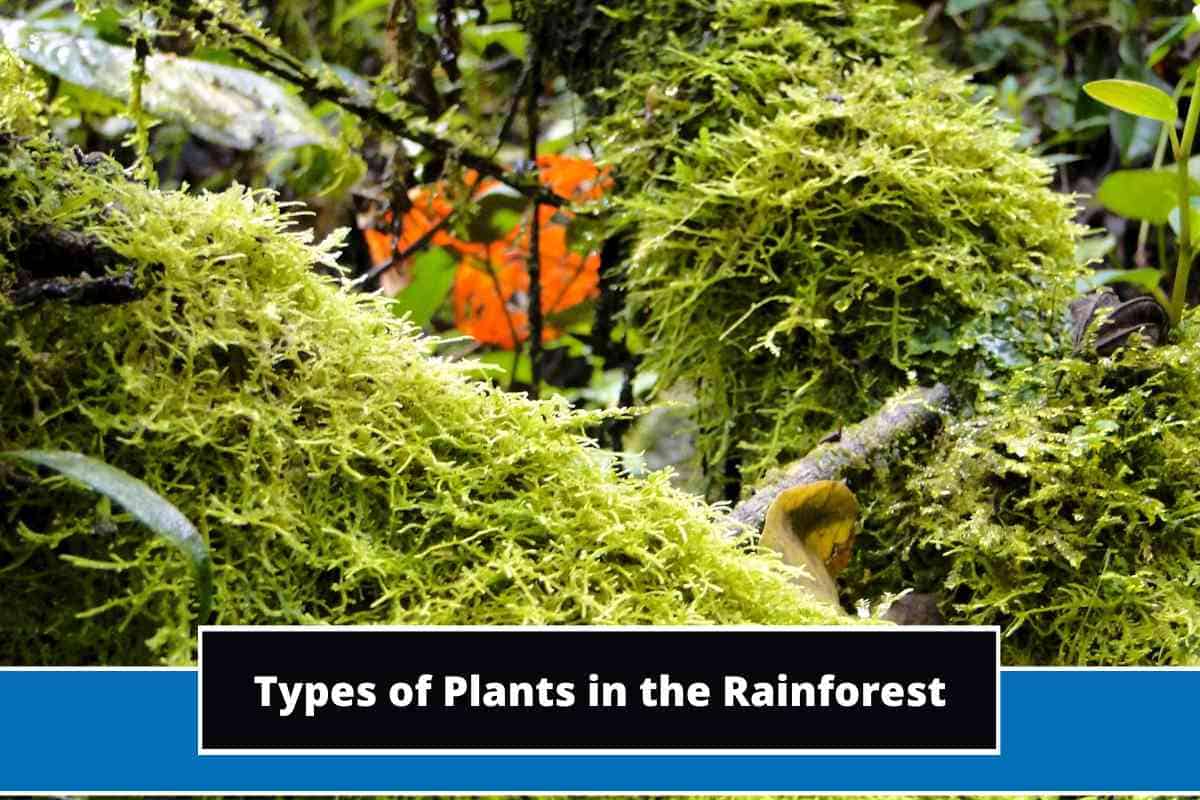 12 Types of Plants in the Rainforest (With Photos)