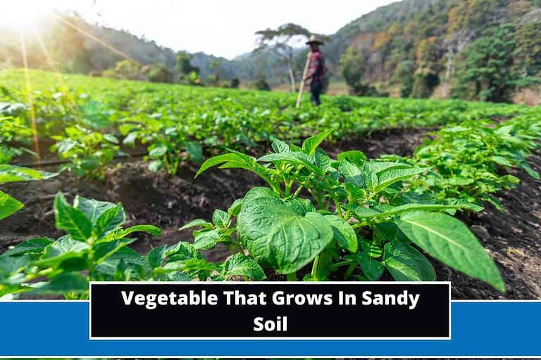 Vegetable That Grows In Sandy Soil