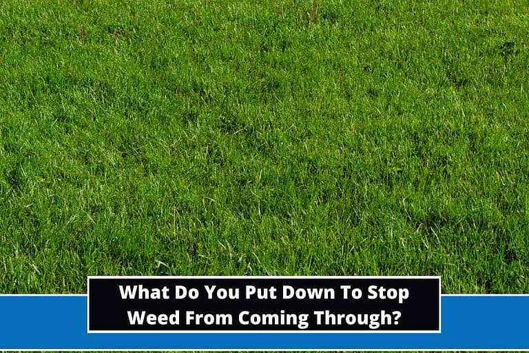 What Do You Put Down To Stop Weed From Coming Through