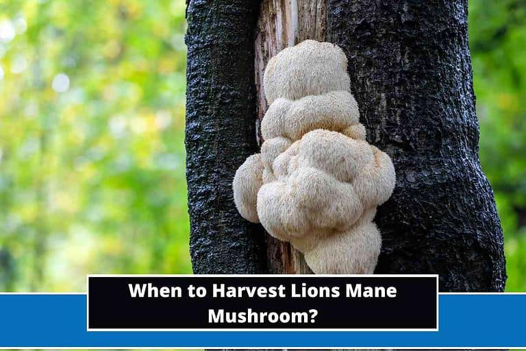 When to Harvest Lions Mane Mushroom