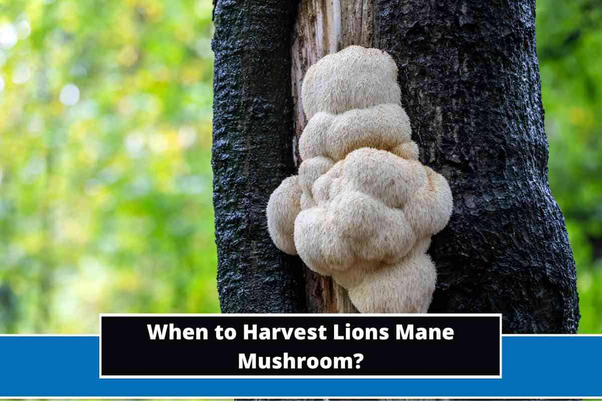Harvesting Lions Mane Safely Avoiding Poisonous Look Alikes - tw2e6i1