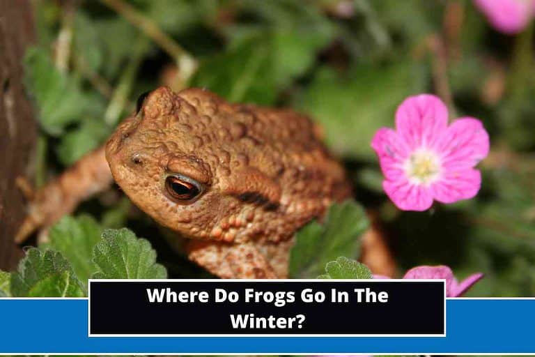 Where Do Frogs Go In The Winter