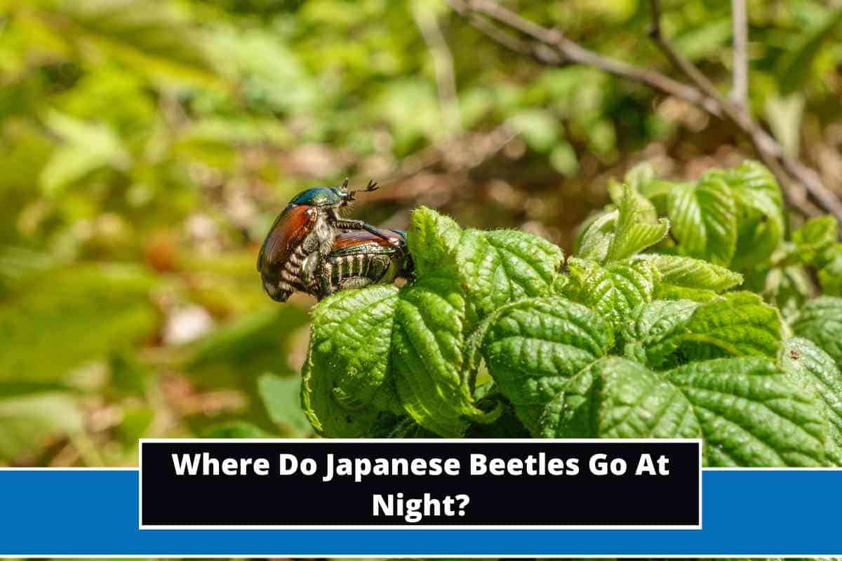 Where Do Japanese Beetles Go At Night