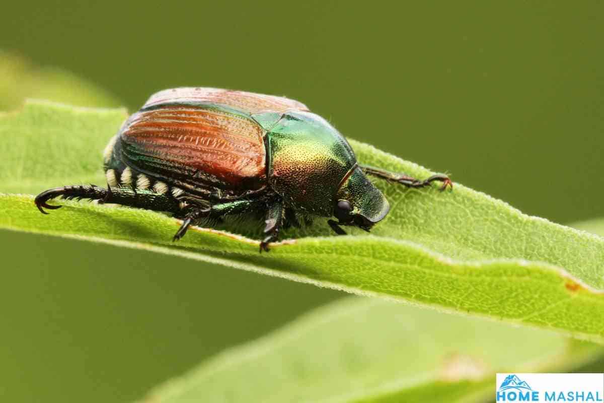 Where Do Japanese Beetles Go At Night? (Explained)