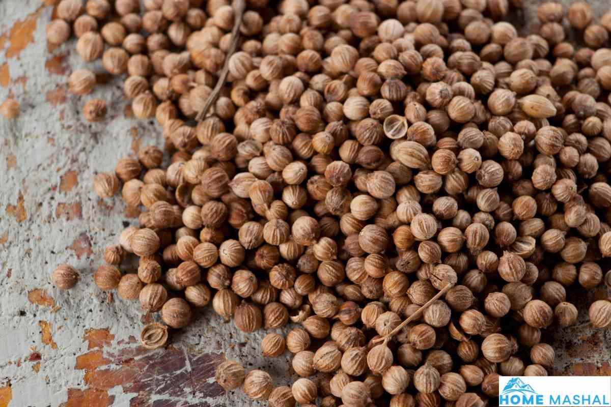 How Many Cilantro Seeds Per Hole?