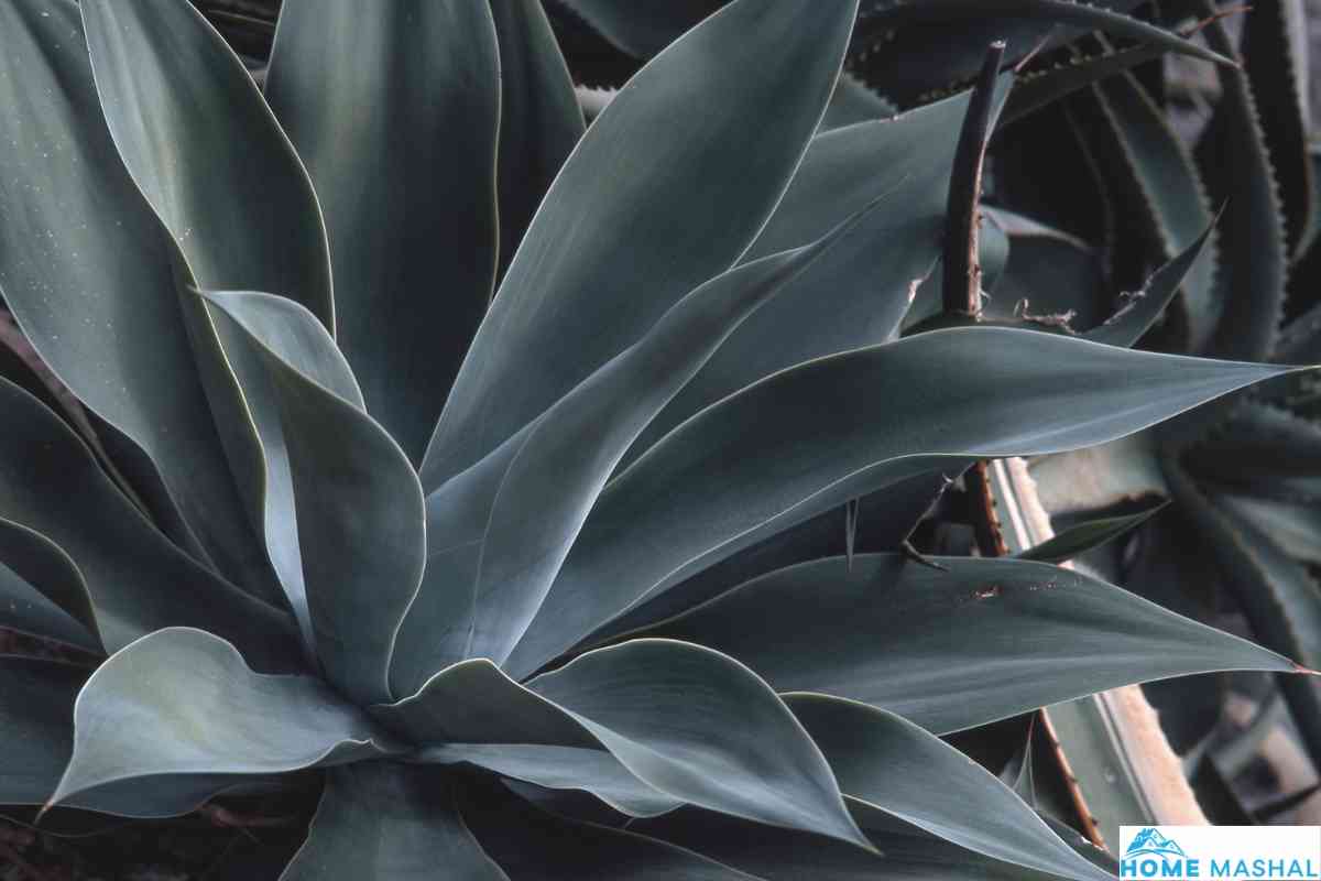 Top 7 Plants Similar To Yucca (With Photos)