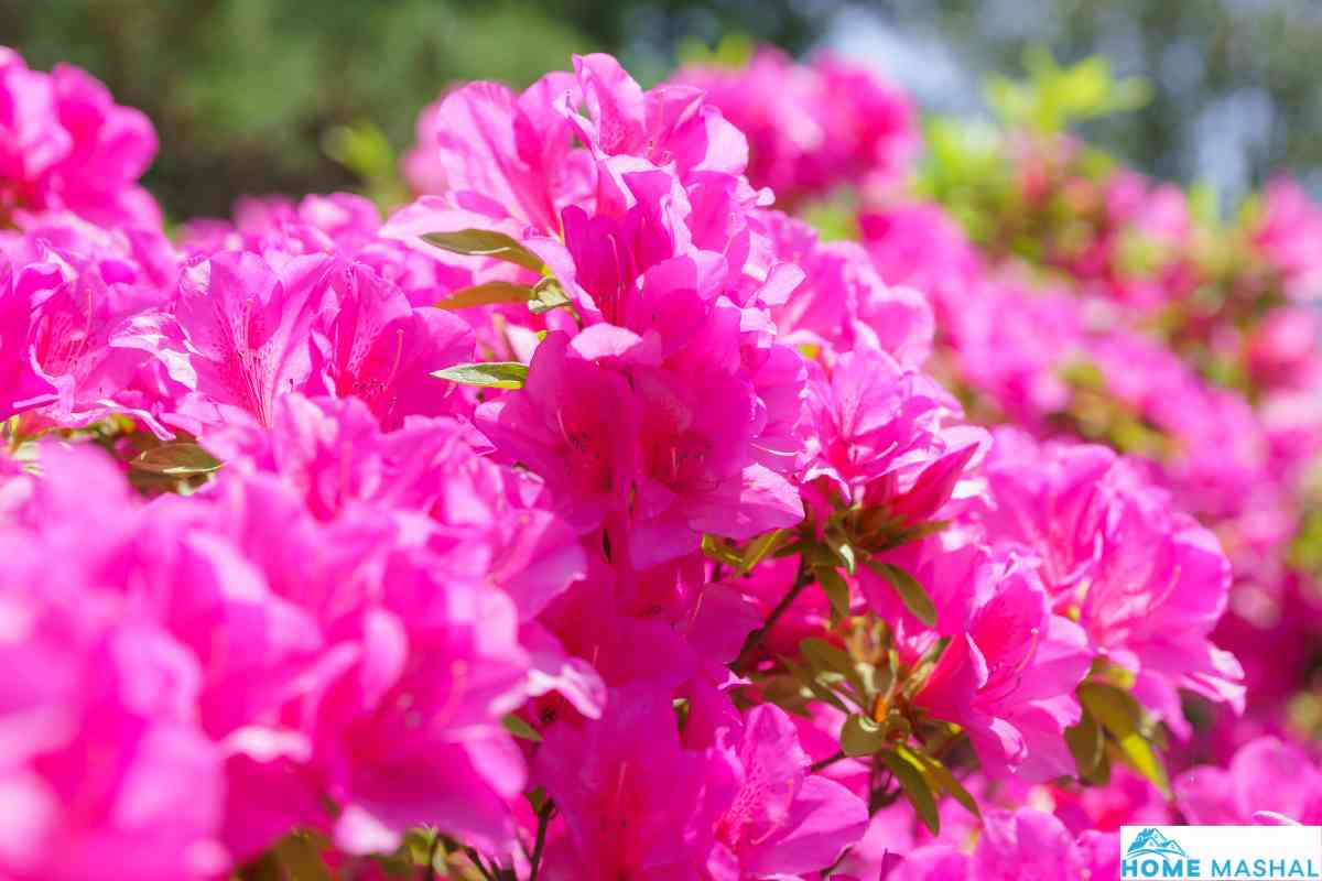 5 Best Bathroom Plants That Absorb Moisture (With Photos)