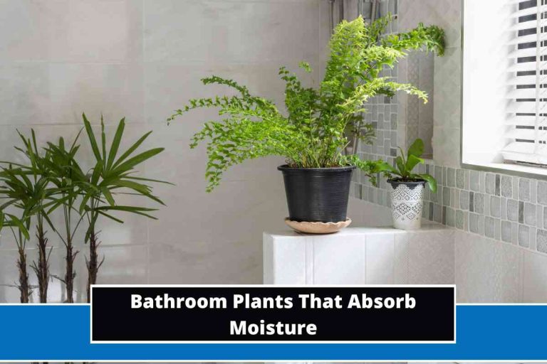 Bathroom Plants That Absorb Moisture