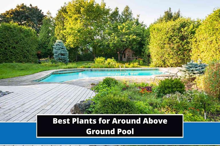 Best Plants for Around Above Ground Pool