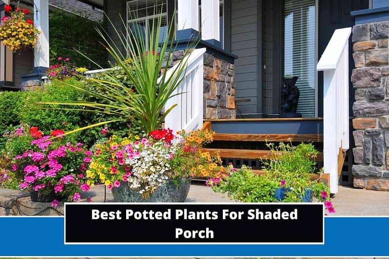 Best Potted Plants For Shaded Porch