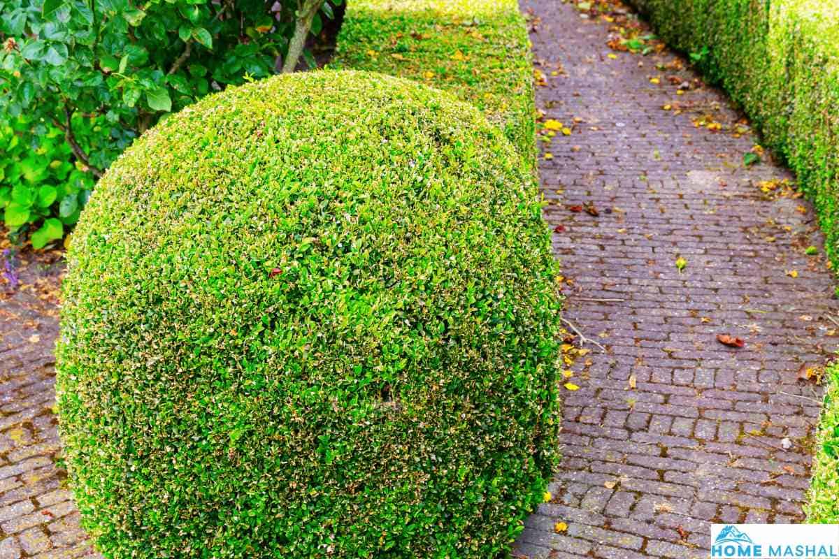 30 Low Maintenance Outdoor Potted Plants (With Photos)