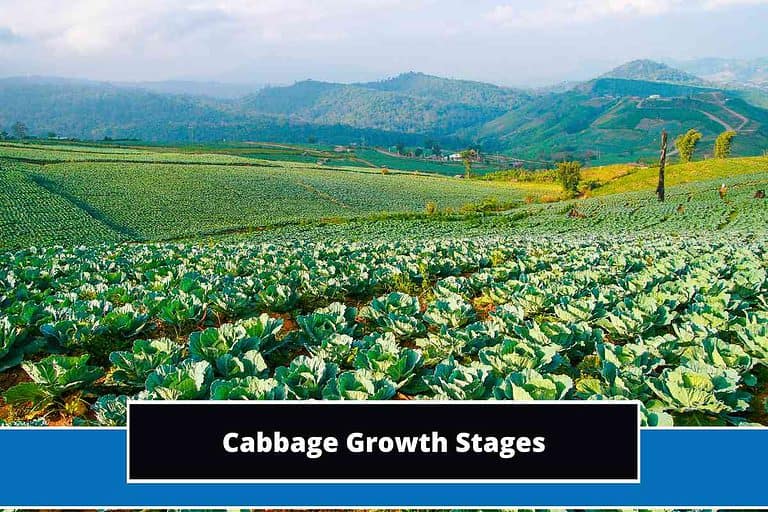 Cabbage Growth Stages