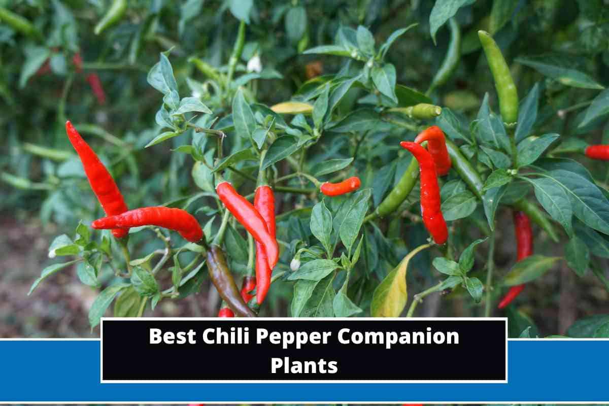 11 Best Chili Pepper Companion Plants
