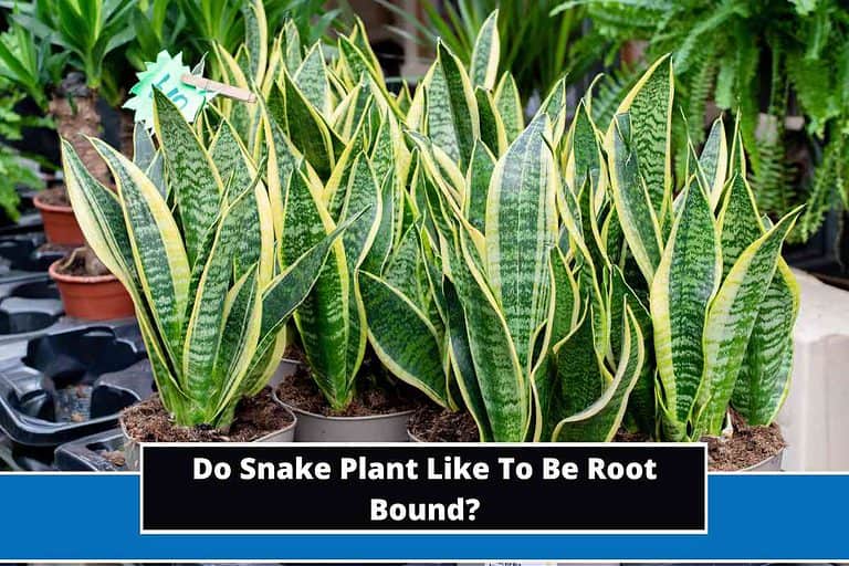 Do Snake Plant Like To Be Root Bound