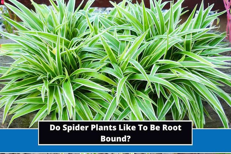 Do Spider Plants Like To Be Root Bound