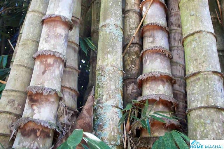 Top 10 Fastest Growing Bamboo Trees (With Photos)