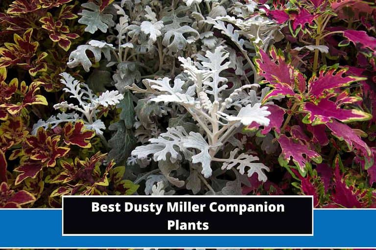 Best Dusty Miller Companion Plants