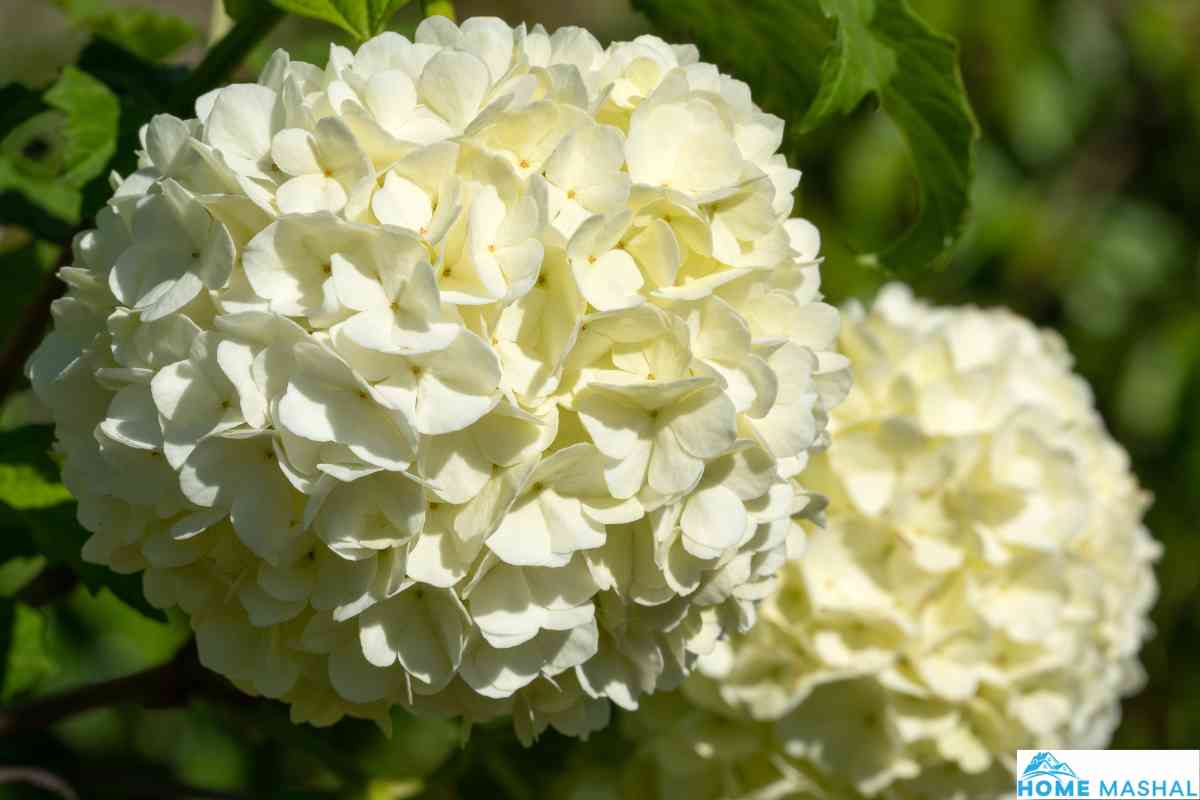 4 Different Types Of Snowball Bushes (With Photos)