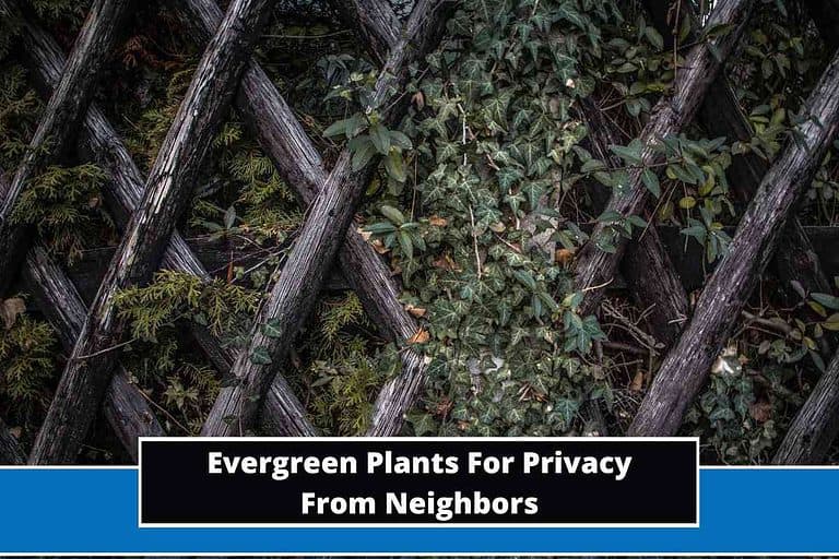 Evergreen Plants For Privacy From Neighbors