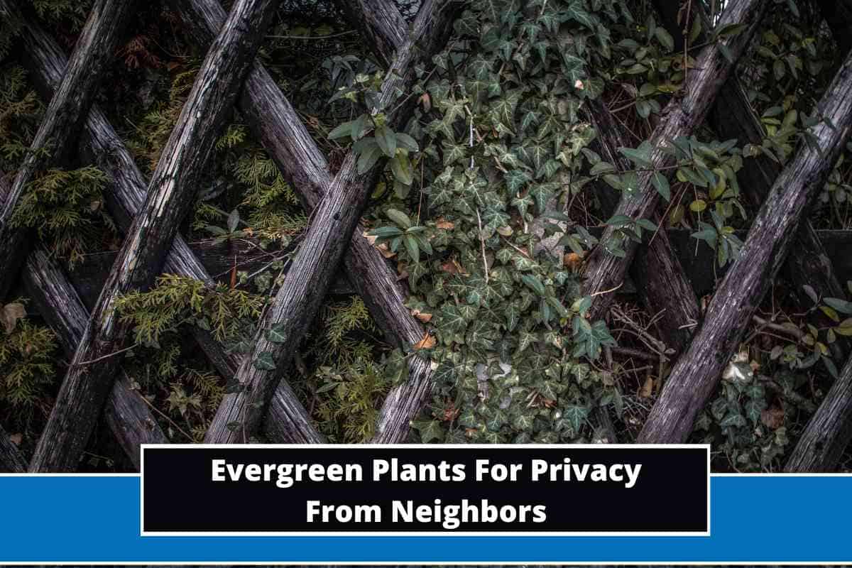 8 Best Evergreen Plants For Privacy From Neighbors