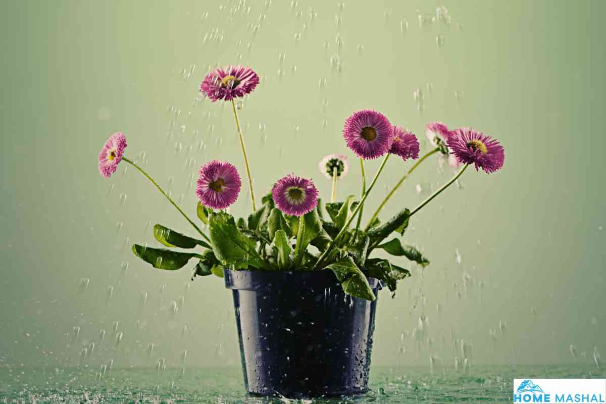 How Long For Plants To Recover From Overwatering?