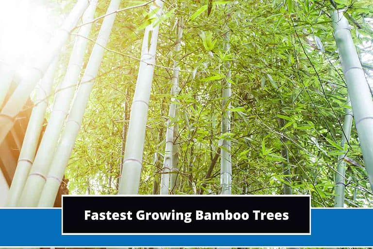 Fastest Growing Bamboo