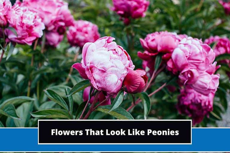 Flowers That Look Like Peonies