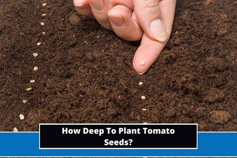 How Deep To Plant Tomato Seeds