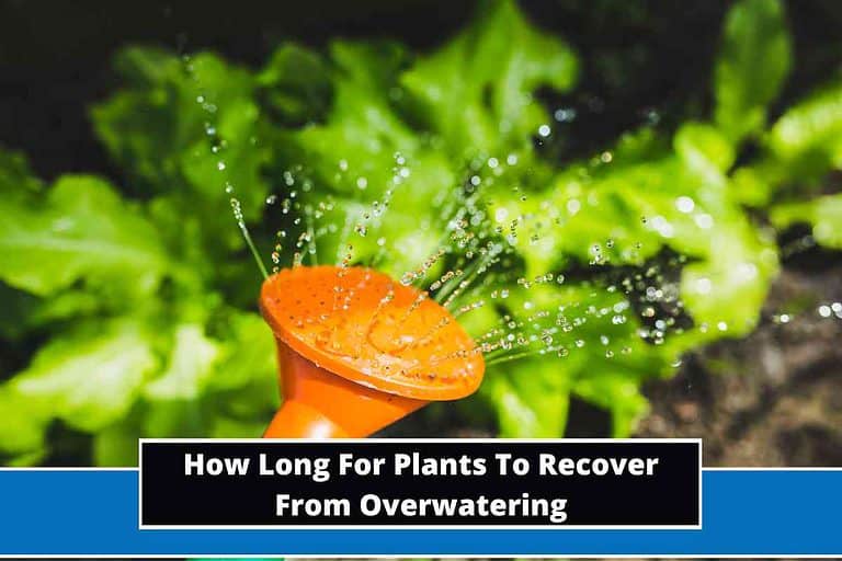 How Long For Plants To Recover From Overwatering
