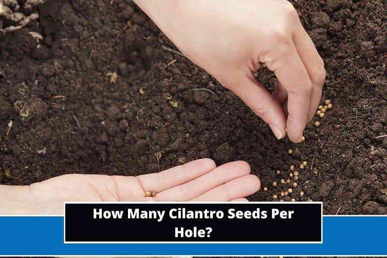 How Many Cilantro Seeds Per Hole